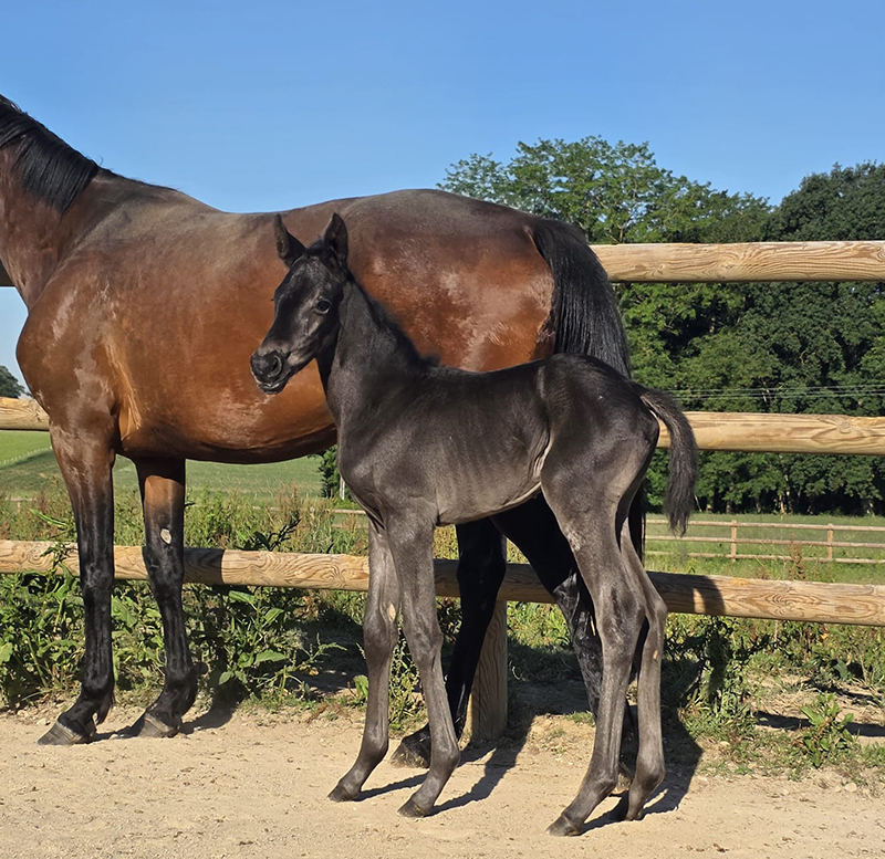 actualite le haras everdeen naissance wendy1