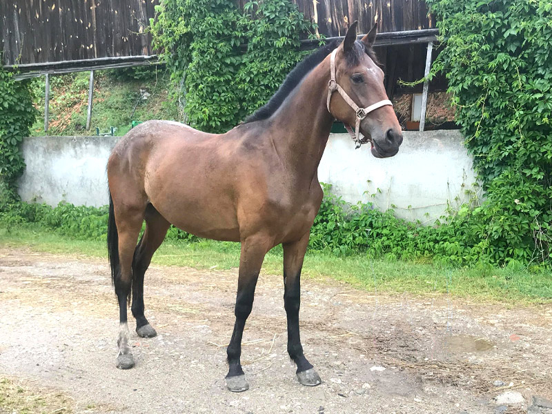 elevage-categorie-meres-porteuse-haras-everdeen Mères porteuses Haras d’Everdeen Curtafond élevage chevaux reproduction poulinières bien-être