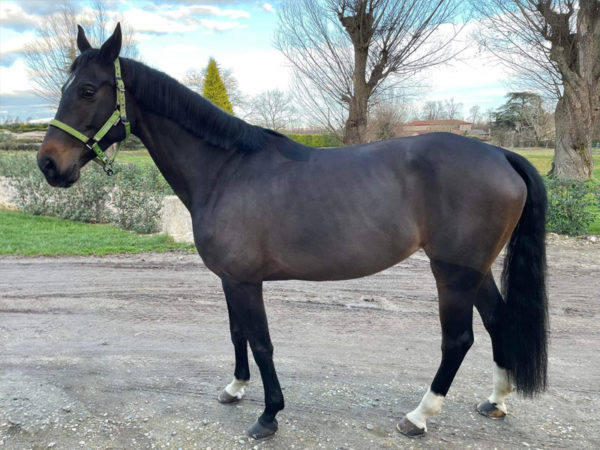 Galaxia poulinière Haras d’Everdeen Curtafond élevage chevaux reproduction poulains dressage saut obstacle