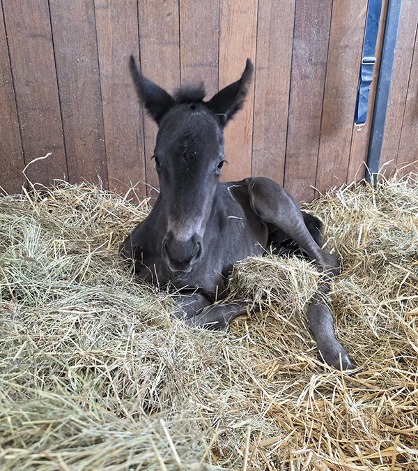 actualite le haras everdeen naissance wendy2