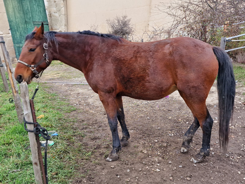 Mère porteuse Farandole Haras d’Everdeen Curtafond élevage chevaux reproduction poulinière bien-être