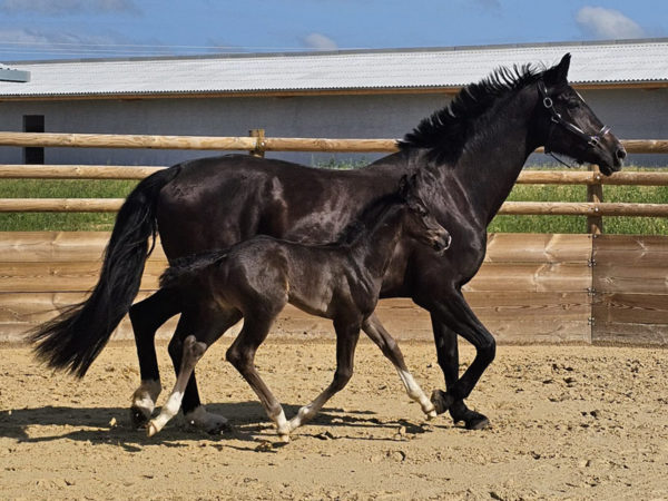 Locarno poulinère Haras d’Everdeen Curtafond élevage chevaux reproduction dressage saut obstacle poulains