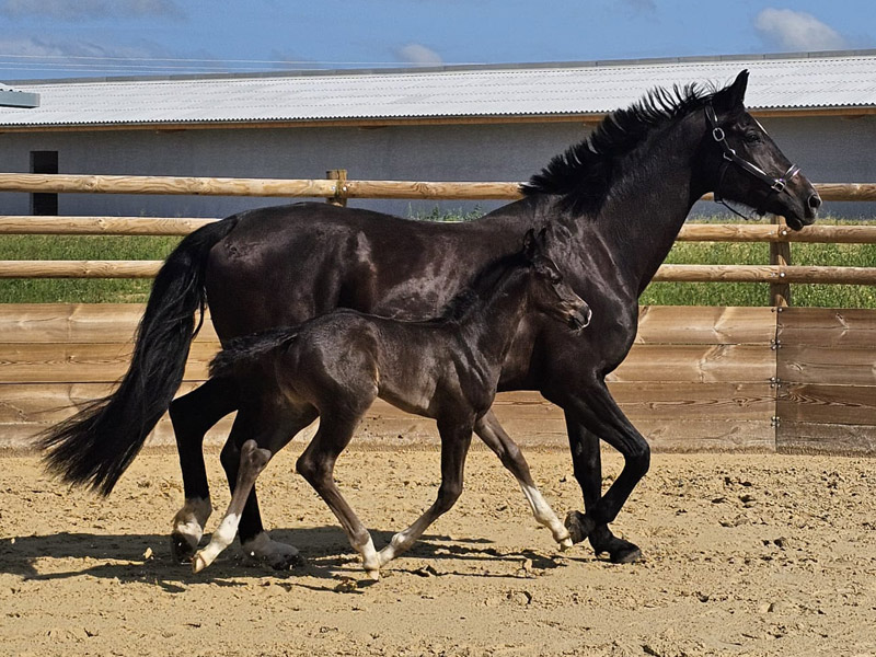 Locarno poulinère Haras d’Everdeen Curtafond élevage chevaux reproduction dressage saut obstacle poulains