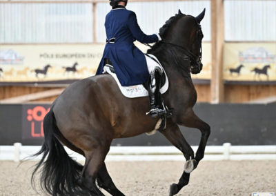Cavalière à cheval élevage Haras d’Everdeen Curtafond dressage saut obstacle entraînement chevaux