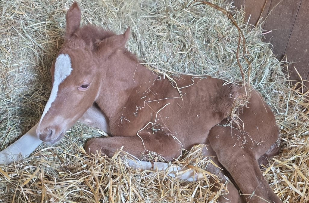 Première naissance de l’année !