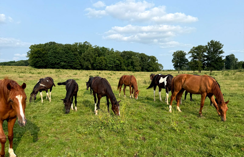Élevage de chevaux de sport au Haras d’Everdeen à Curtafond