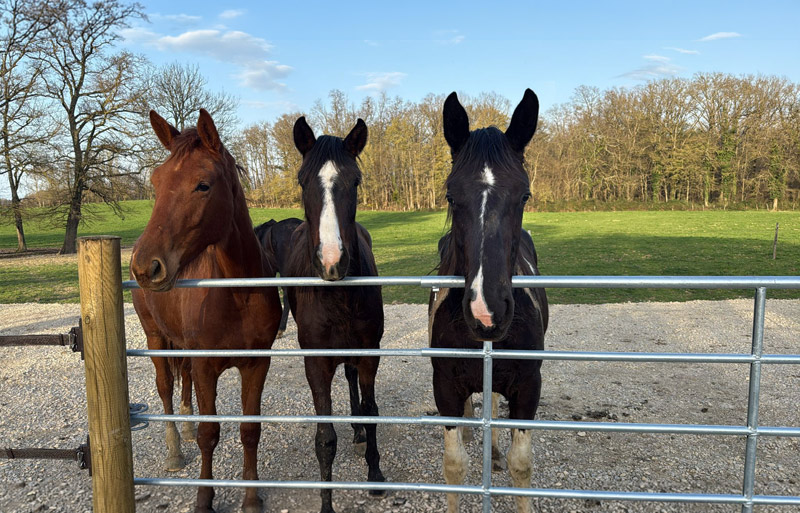 Le Haras d’Everdeen dédié à l’élevage de chevaux