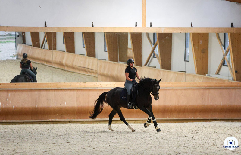 Pension et travail des chevaux au Haras d’Everdeen à Curtafond