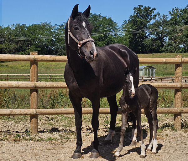 elevage categorie poulinieres haras everdeen accueil