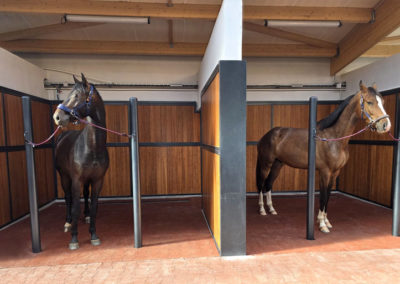 Boxes chevaux Haras d’Everdeen Curtafond écuries pension élevage dressage saut installations équestres