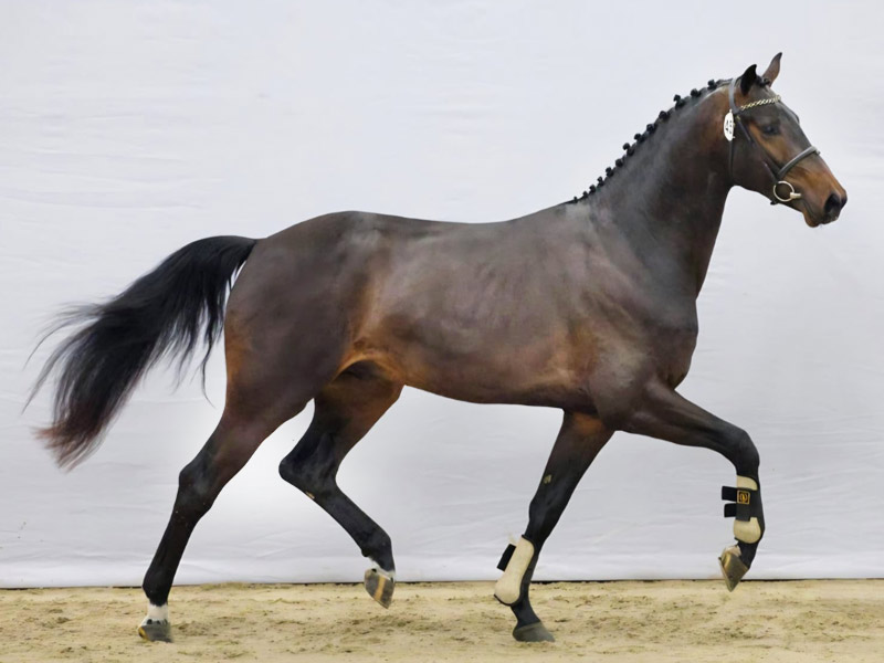 Les étalons du Haras d’Everdeen