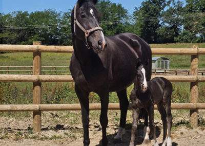 elevage categorie poulinieres haras everdeen accueil
