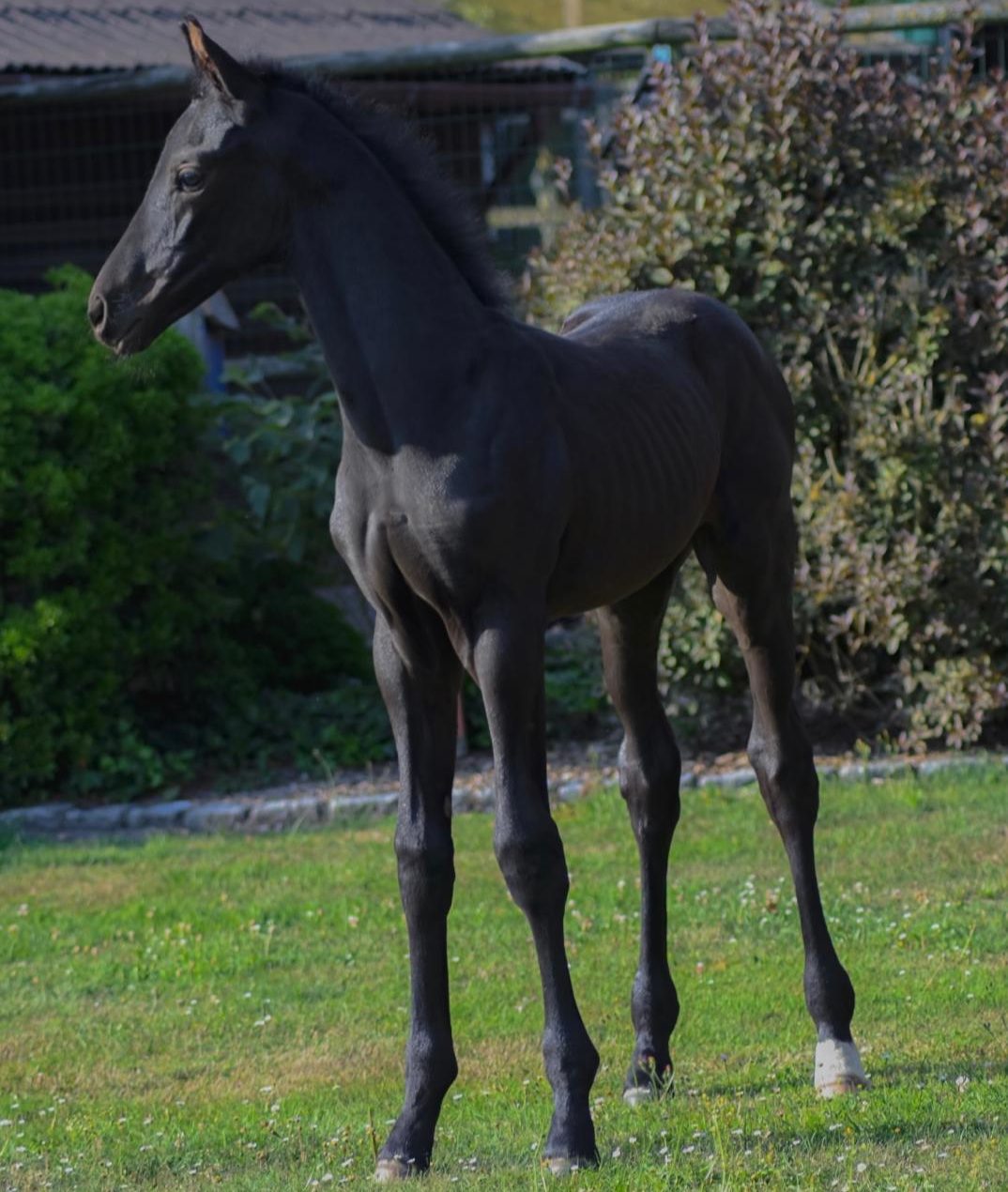 demoiselle d'everdeen