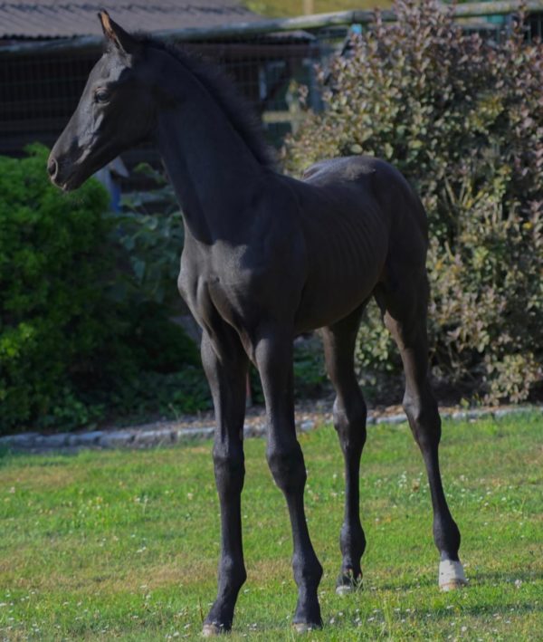 demoiselle d'everdeen