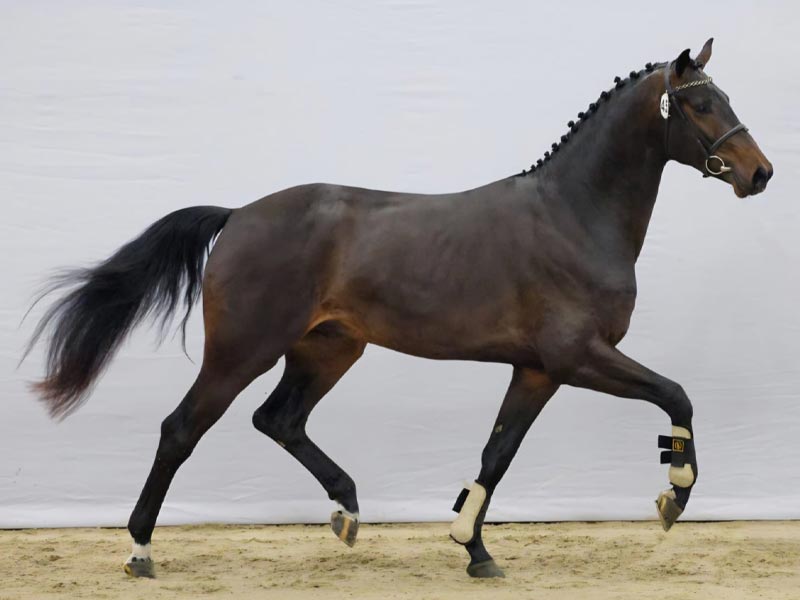elevage categorie etalons haras everdeen3 elevage categorie etalons haras everdeen3