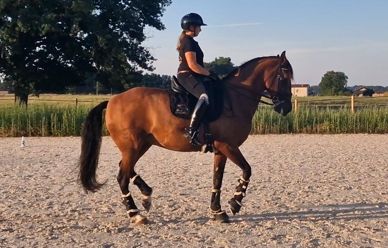 le haras everdeen prestations pension travail6