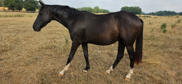 saphir d'everdeen